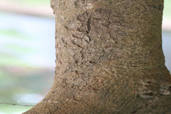 Bauhinia ramosissima